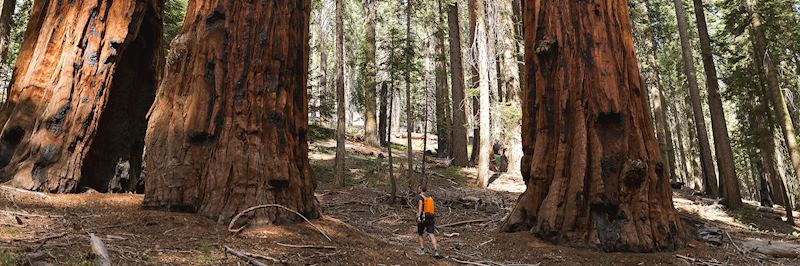 Redwood National Park boasts the world's tallest trees