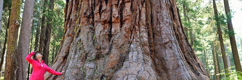 Walk among Yosemite's giant sequoias