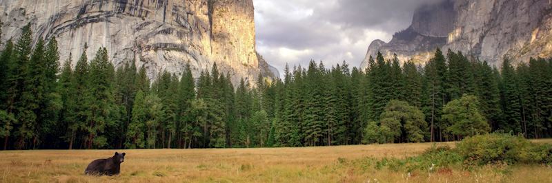 Black bears can be seen in Yosemite
