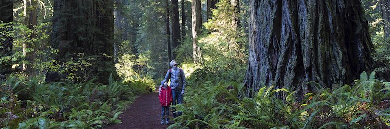 Redwood trees in Yosemite National Park
