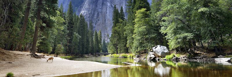 Mule deer are Yosemite's only deer species