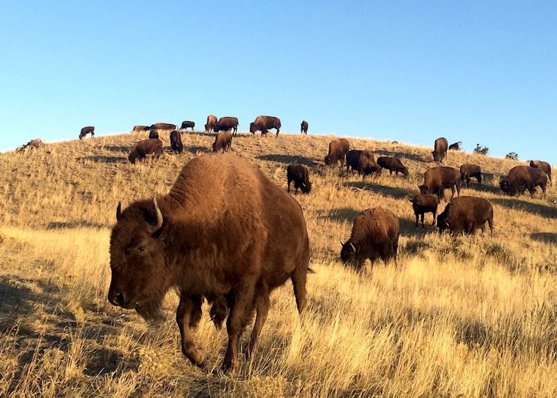 Bison, Yellowstone National Park