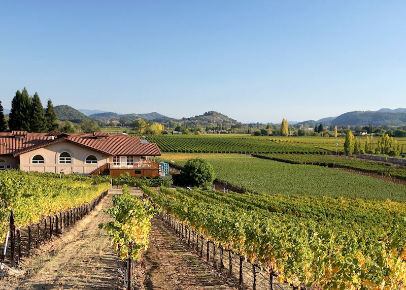 Vineyards, Napa Valley
