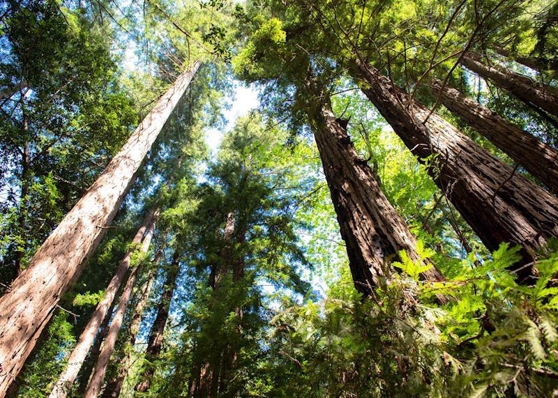 Redwood forest, Big Sur
