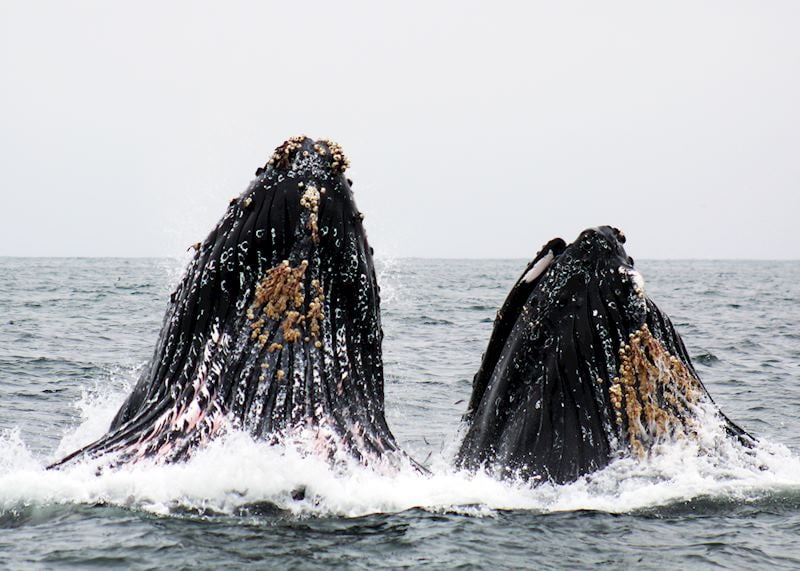 Humpback whales, Monterey