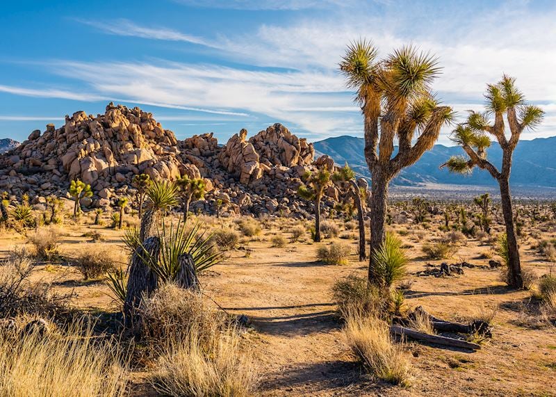 Joshua Tree National Park