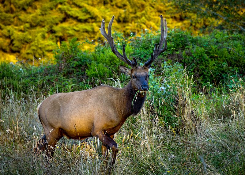 Elk, Redwood National Park