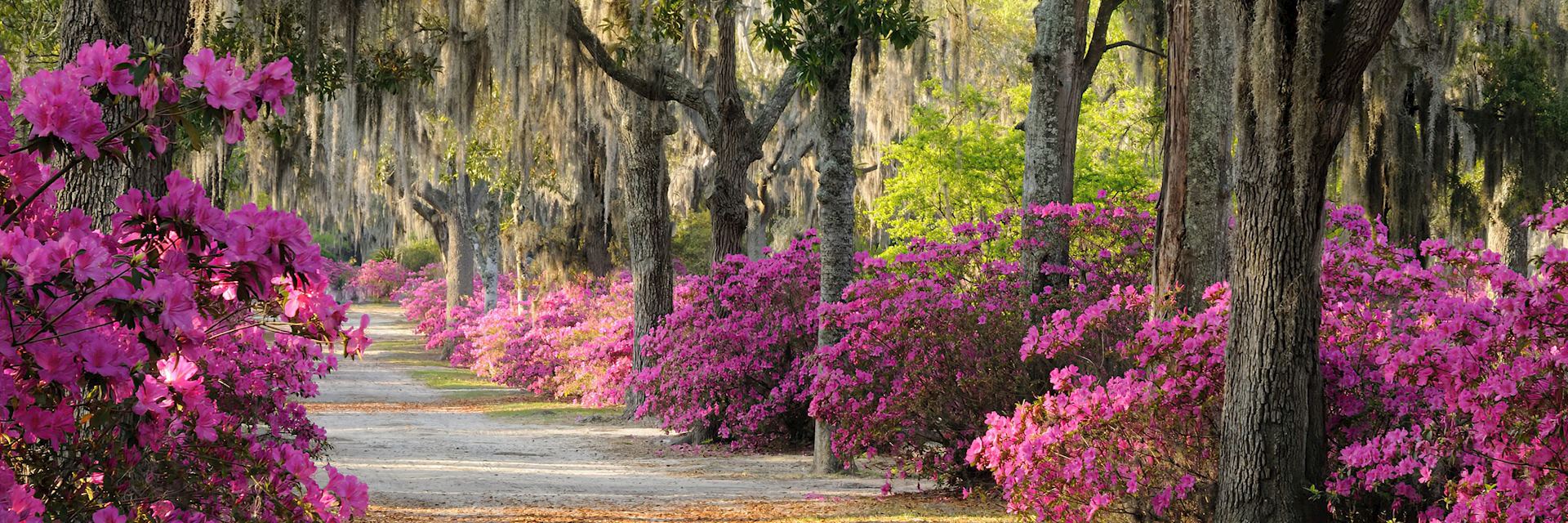 Live oaks and azaleas in Savannah