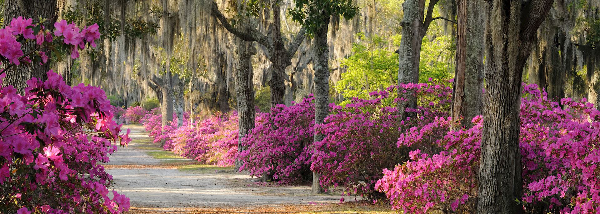 Live oaks and azaleas in Savannah