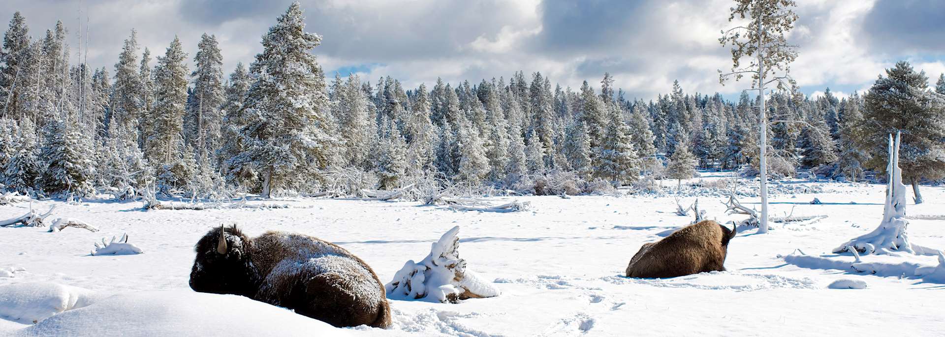 Bison in Yellowstone National Park