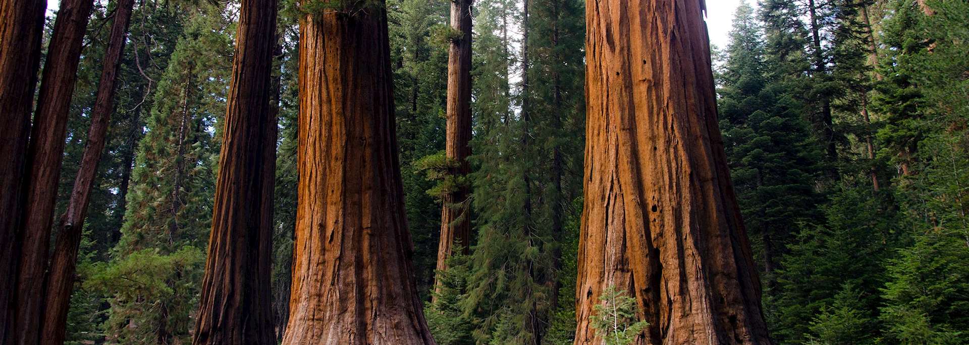 Sequoia National Park, the USA