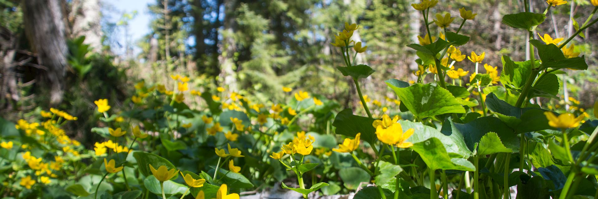 Flowers in Isle Royale National Park