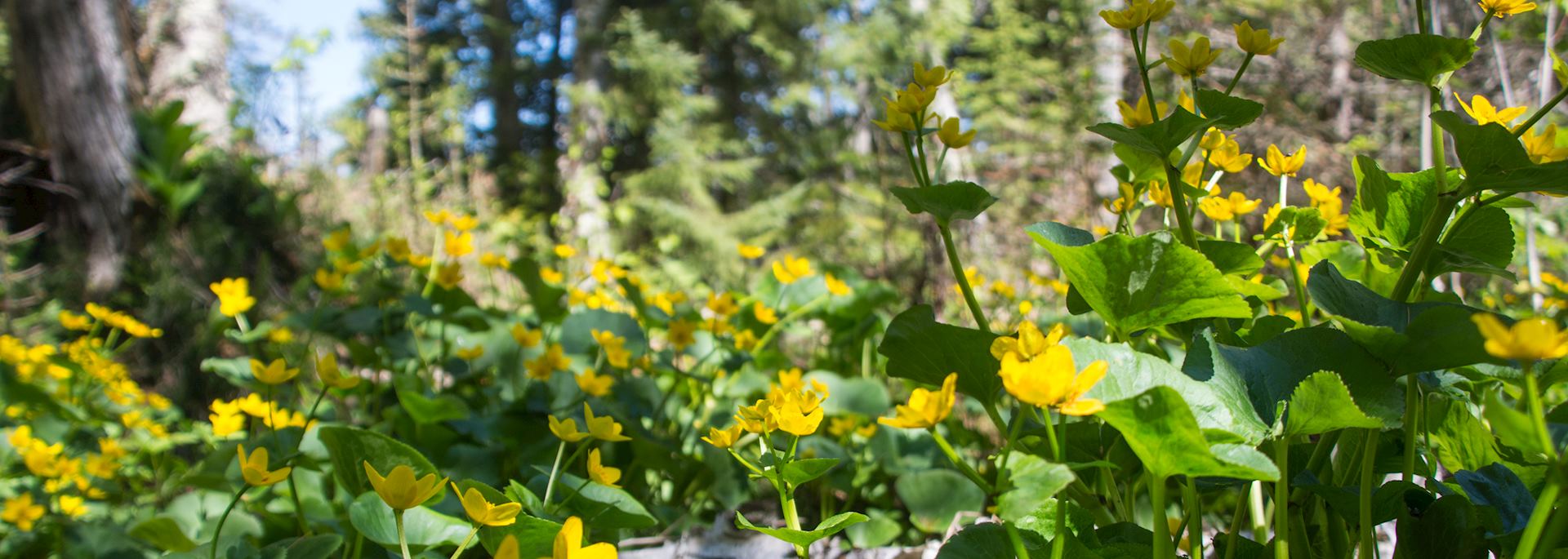 Flowers in Isle Royale National Park