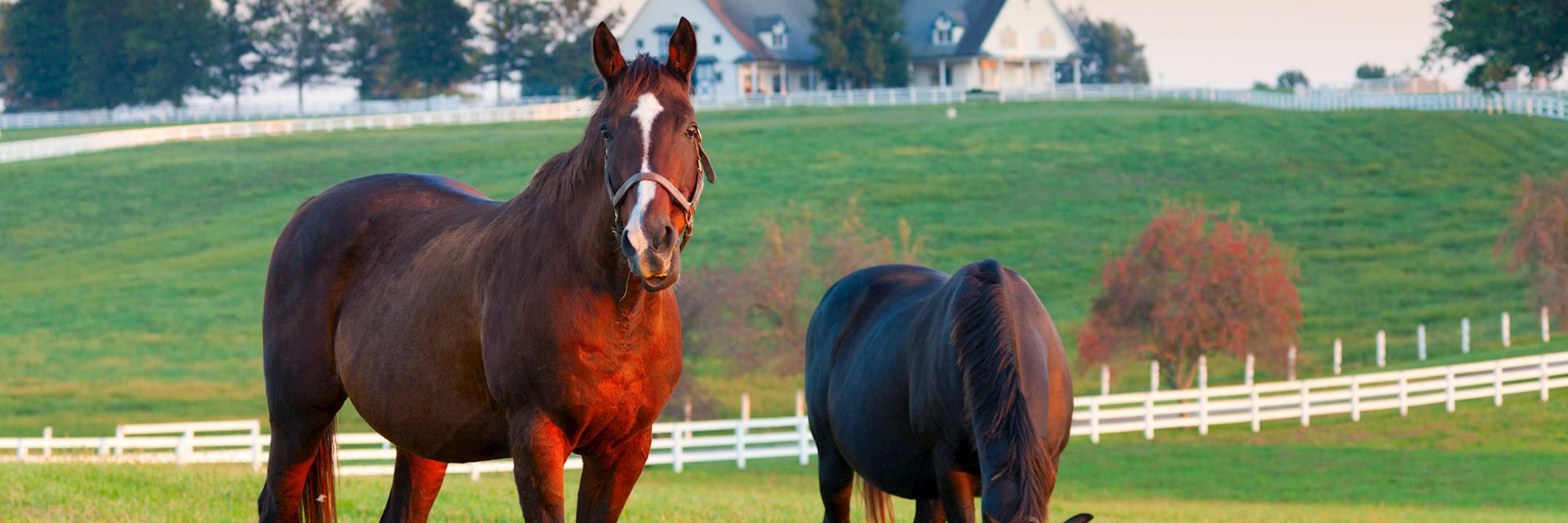 Horses in Lexington, Kentucky