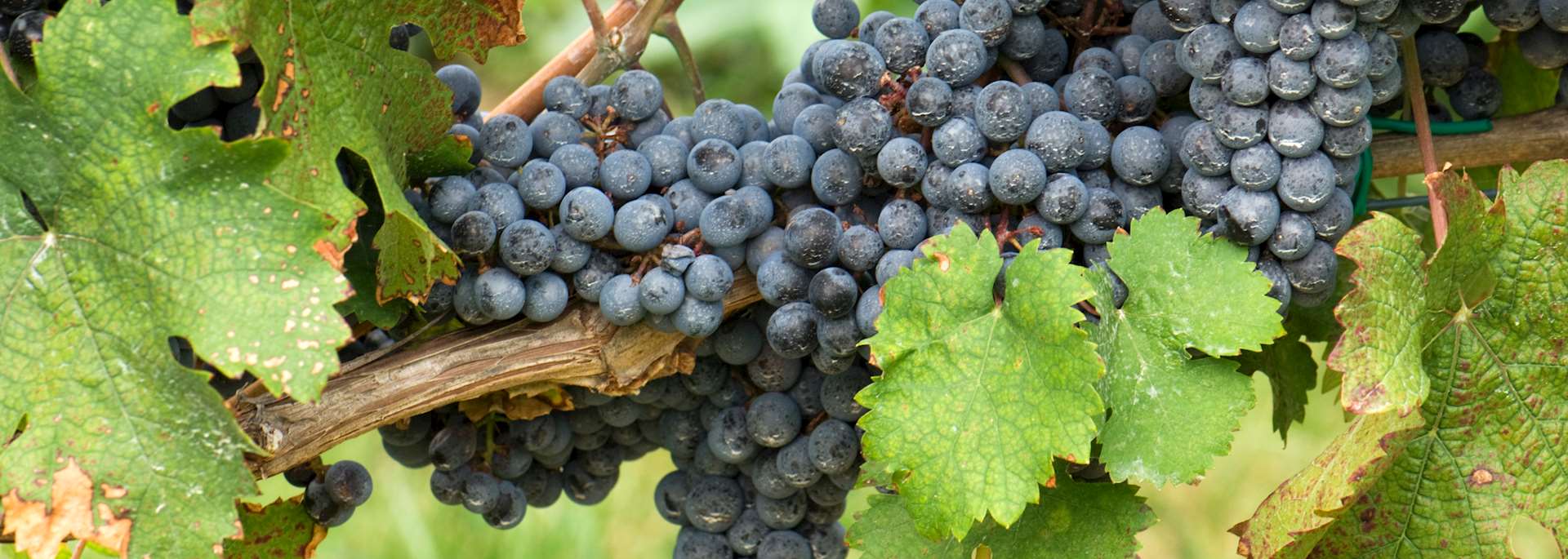 Vineyard in Front Royal