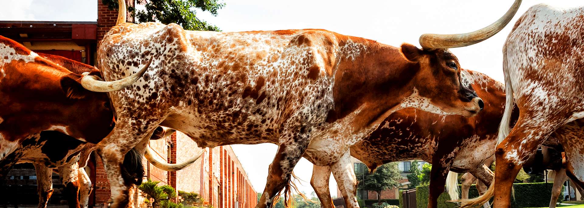 Longhorn cattle in Fort Worth