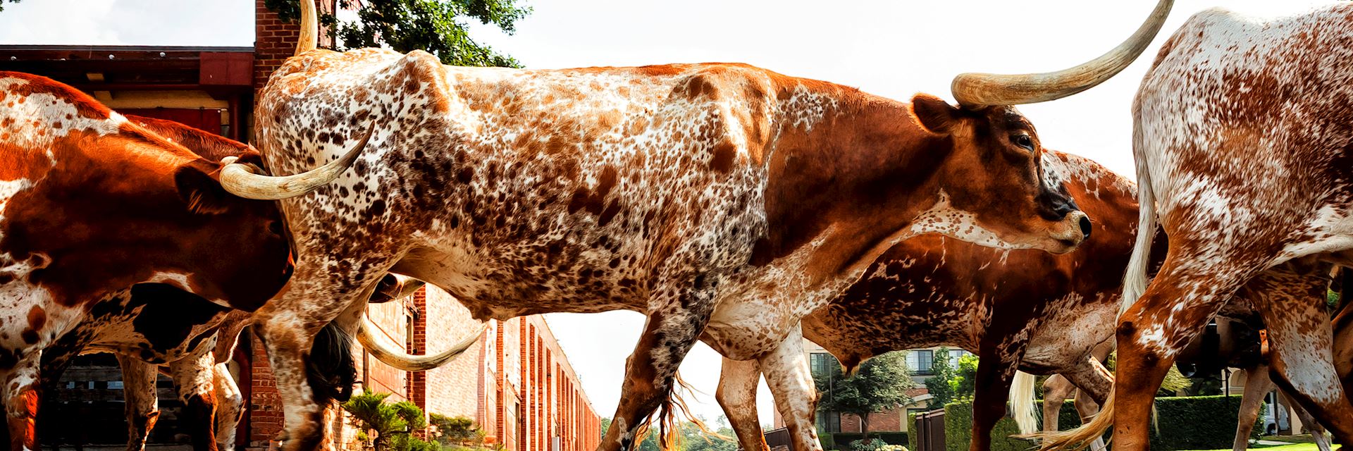 Longhorn cattle in Fort Worth