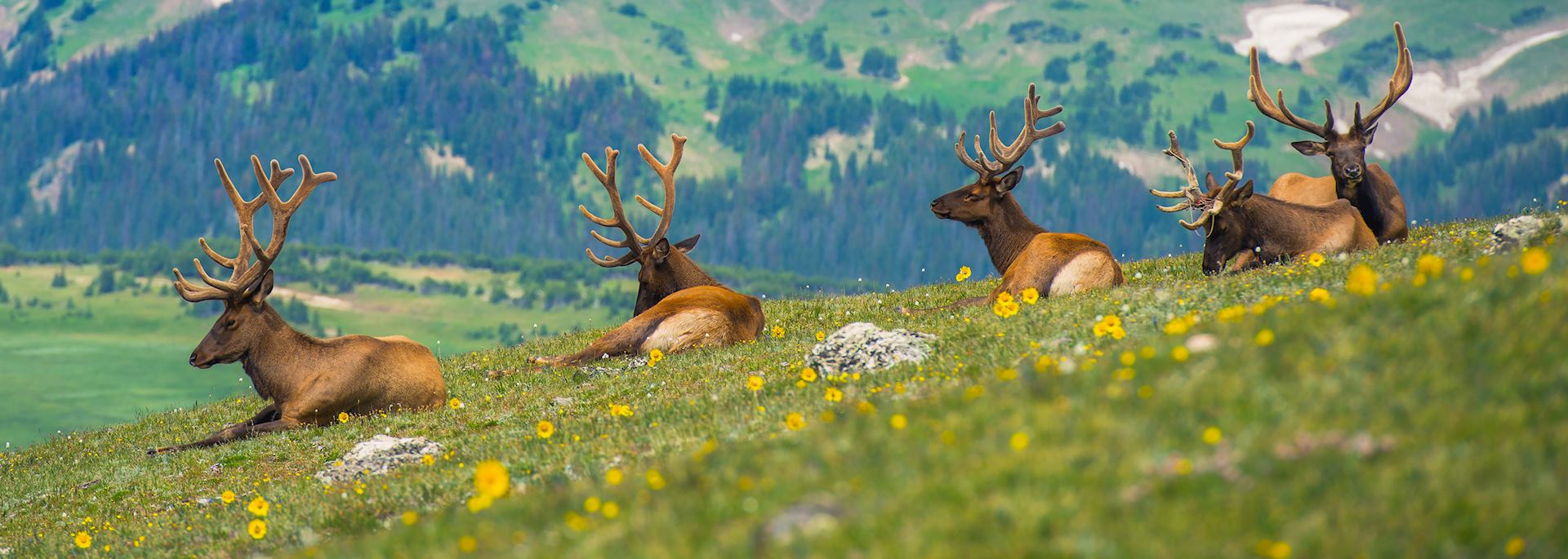 North American elk, Estes Park