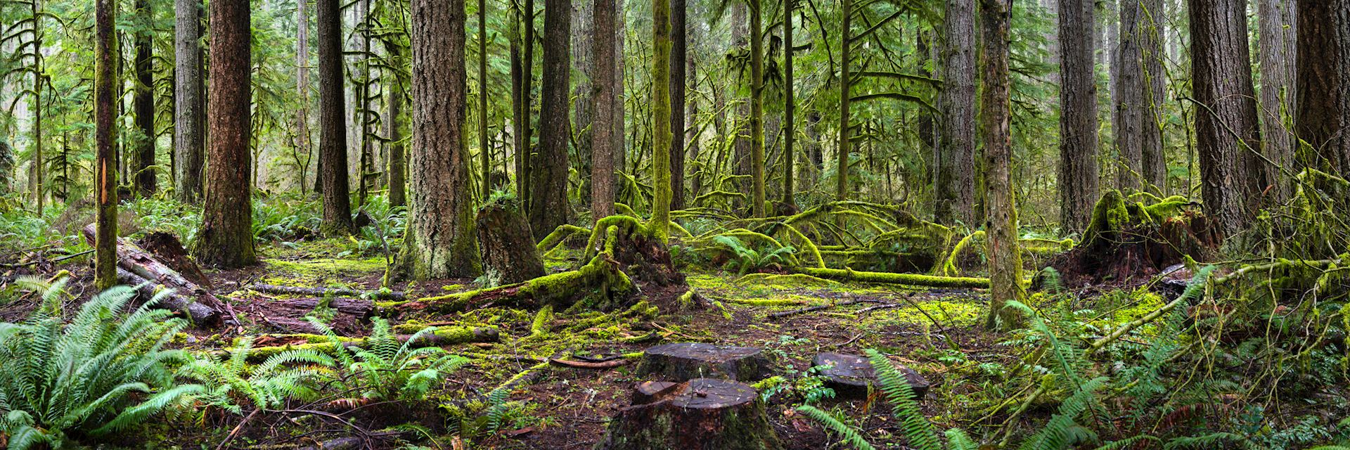 Rainforest in Quinault