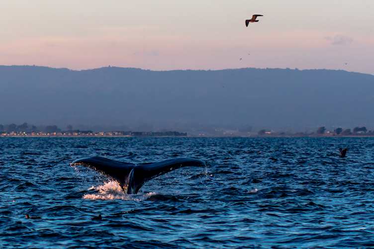 Humpback whale in Monterey
