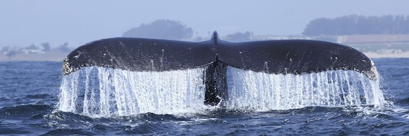 Whale watching on Monterey Bay