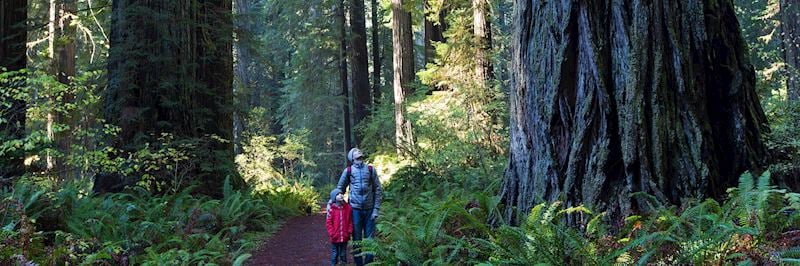 Redwood National Park