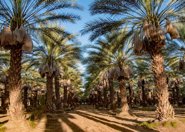 Date plantations