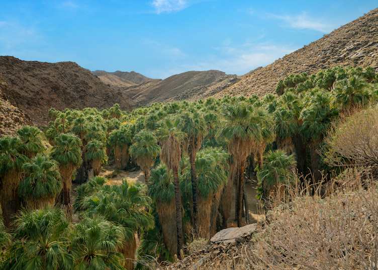 An oasis of palm trees