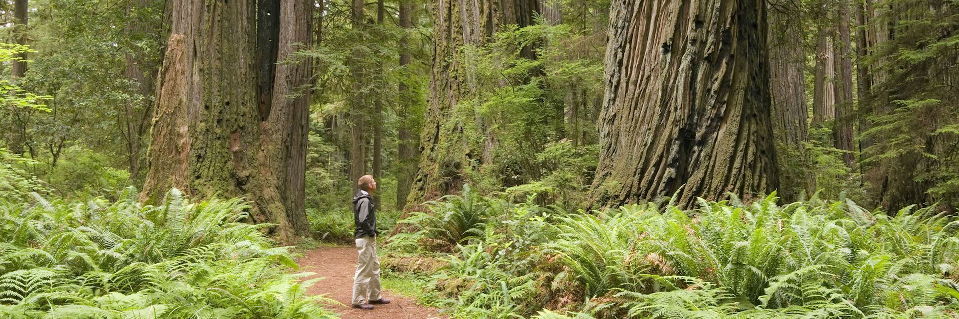 Redwood trees in Sequoia National Park, California