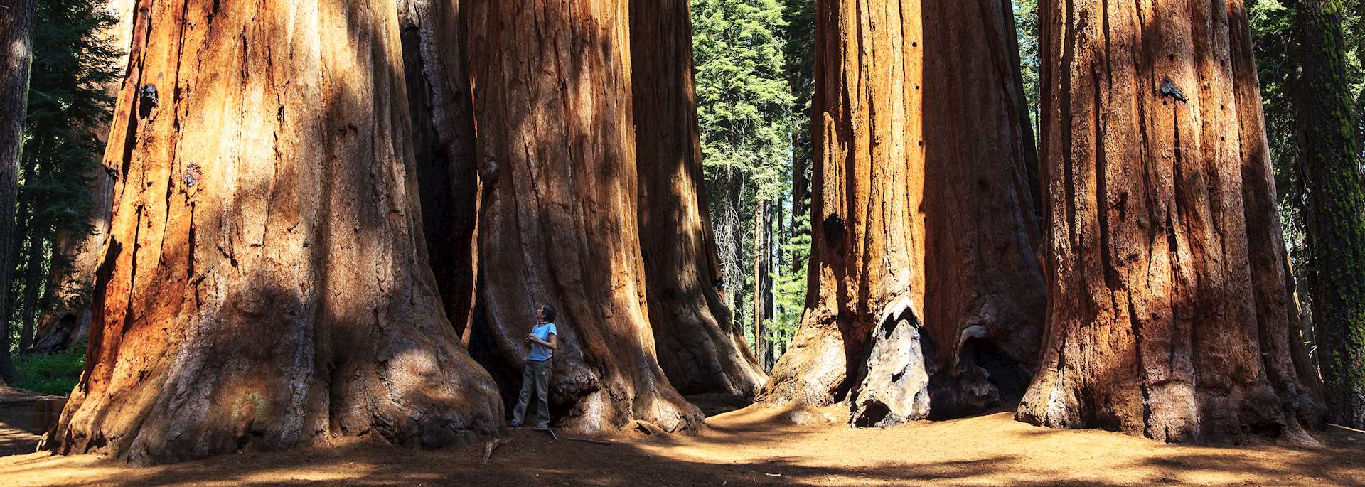 Redwoods National Park, California