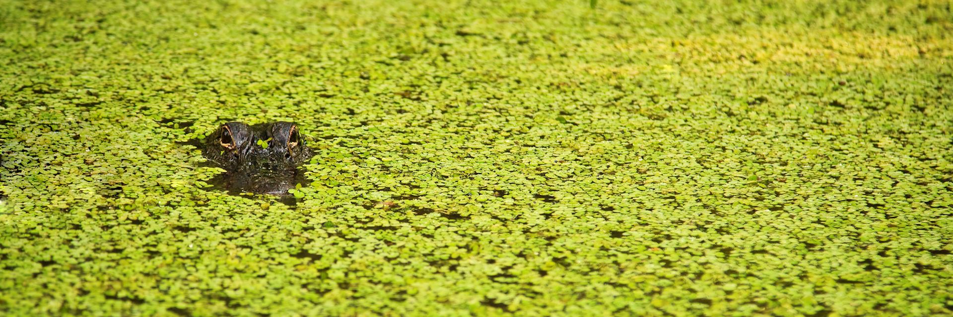 Alligator, Louisiana swamp