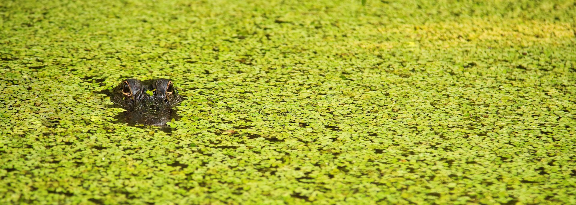 Alligator, Louisiana swamp