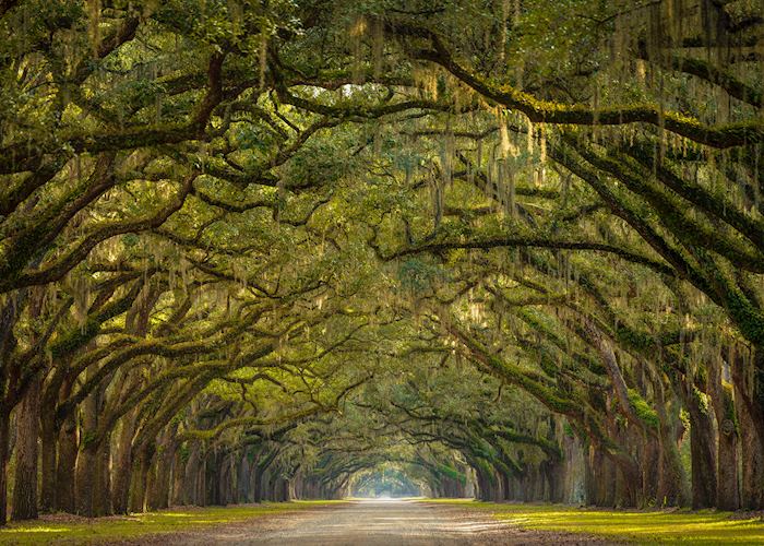 Oak trees in Savannah, Georgia