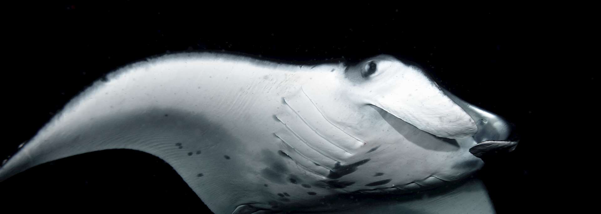Manta ray, Hawaii