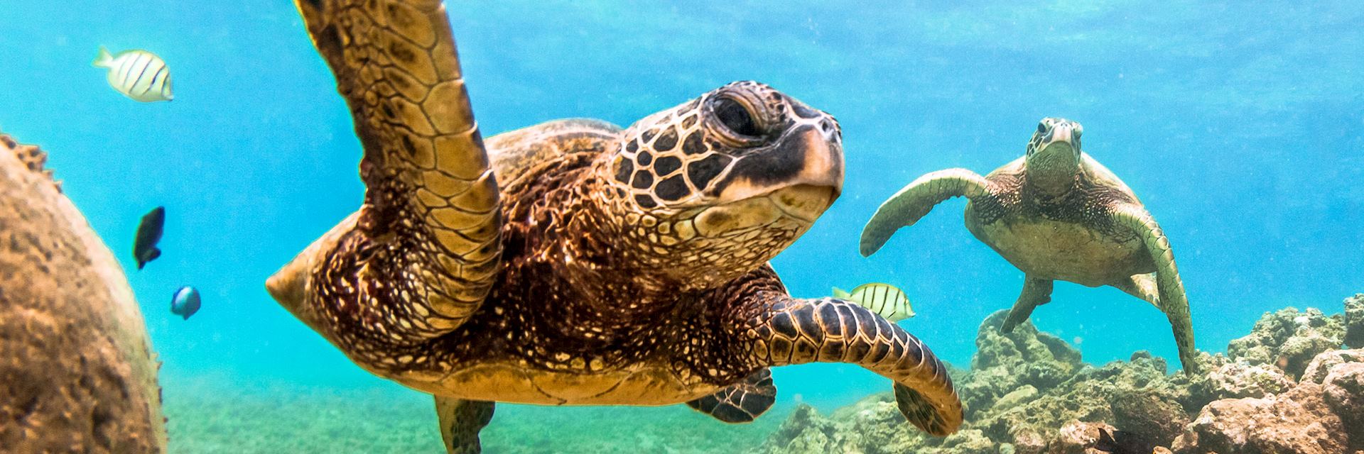 Green sea turtles, Hawaii
