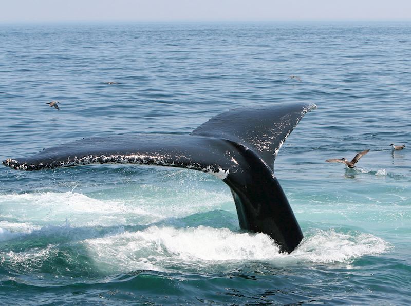 Humpback whale, Cape Cod