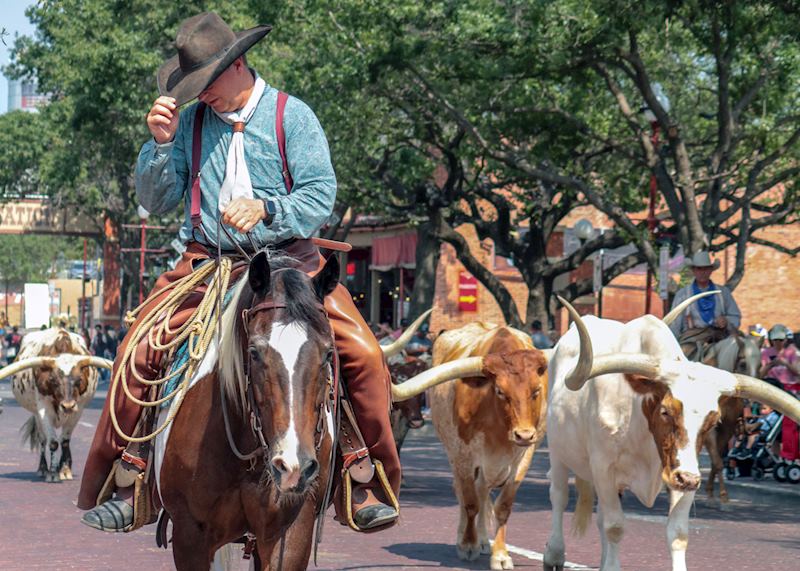 Cattle drive in Texas