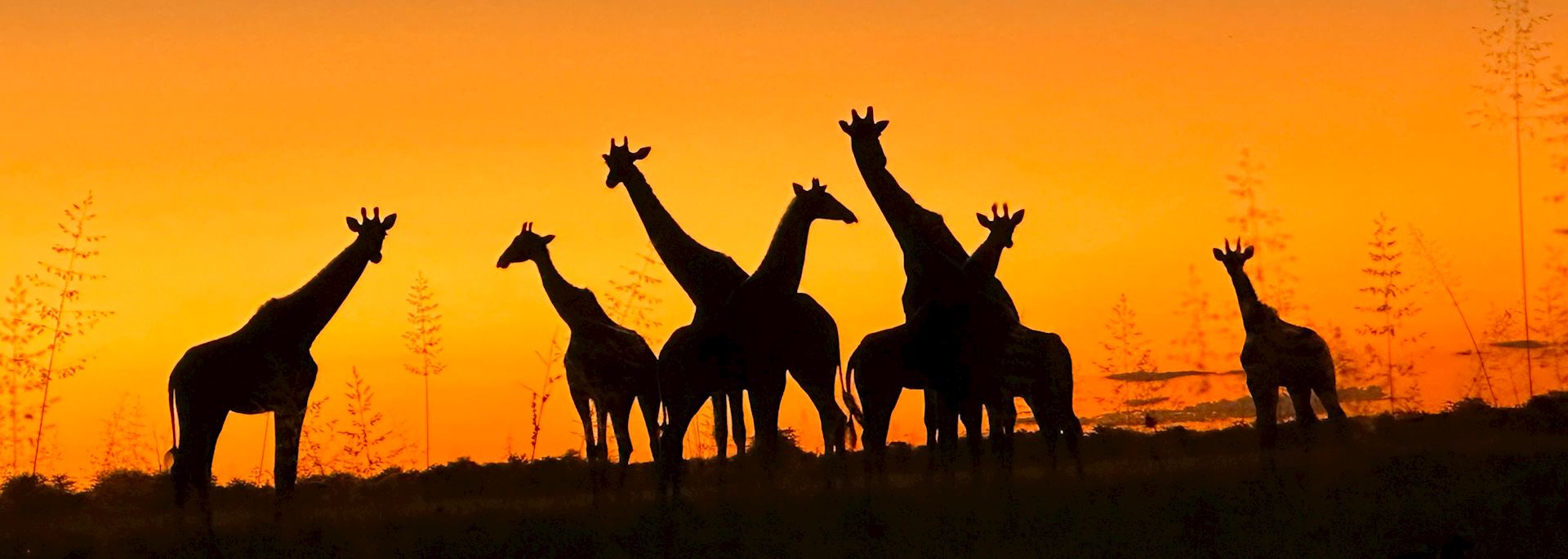 Giraffes at sunset