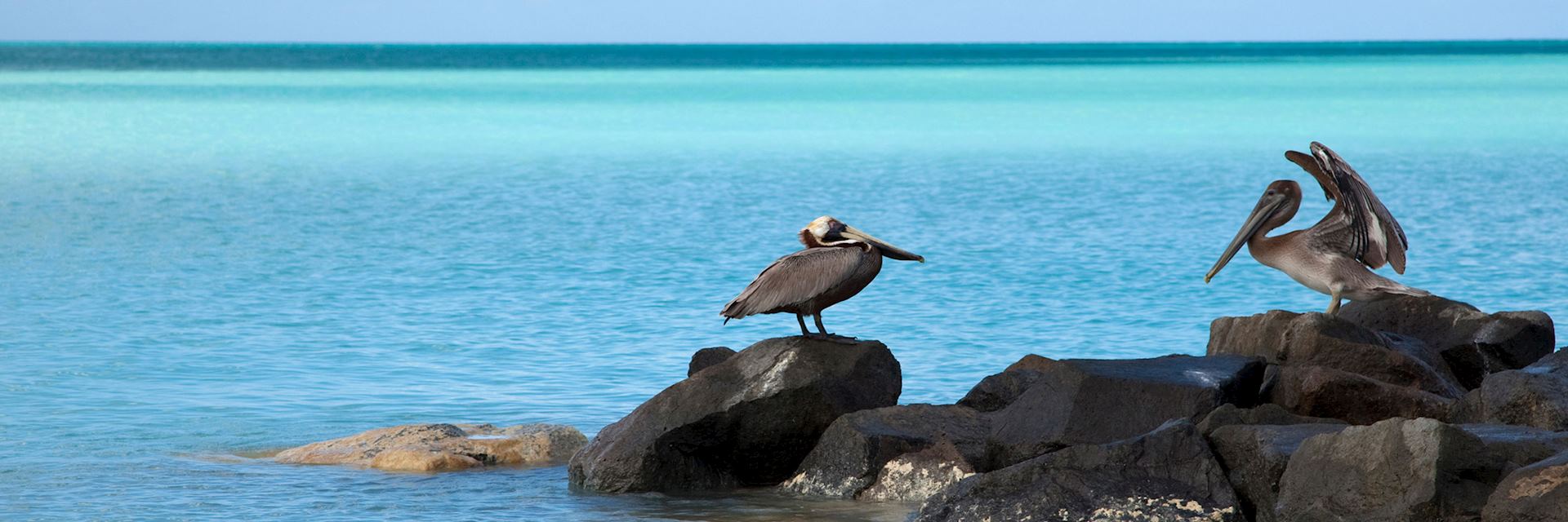 Pelicans on the coastline of Antigua