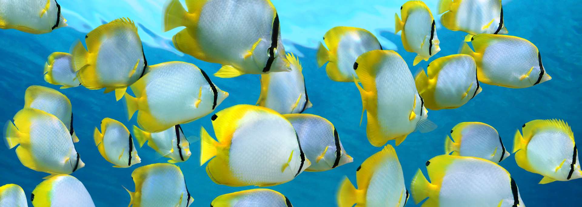 Spotfin butterflyfish, Caribbean
