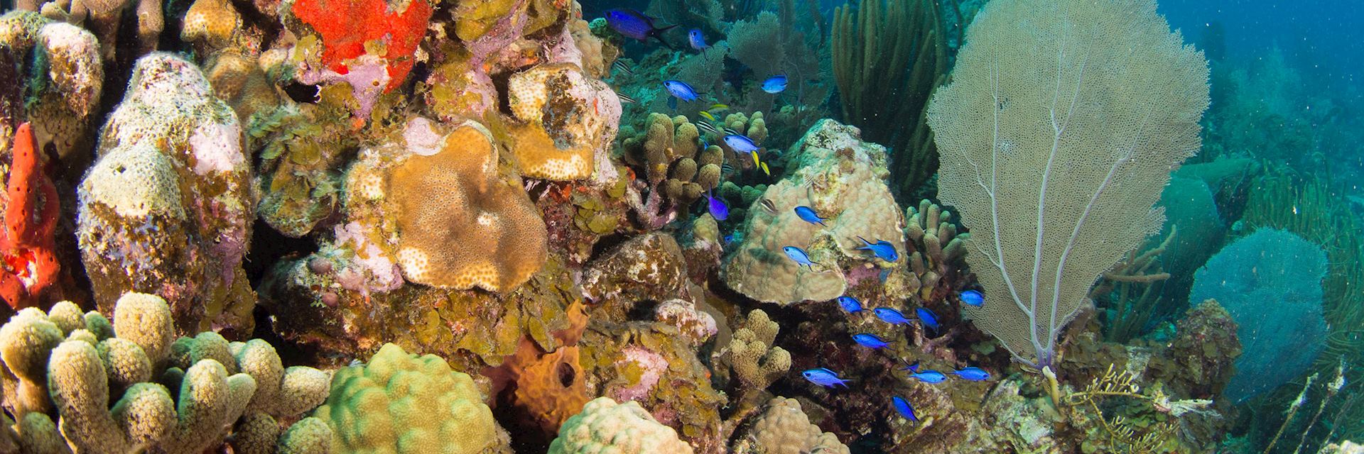 Coral reef in the British Virgin Islands