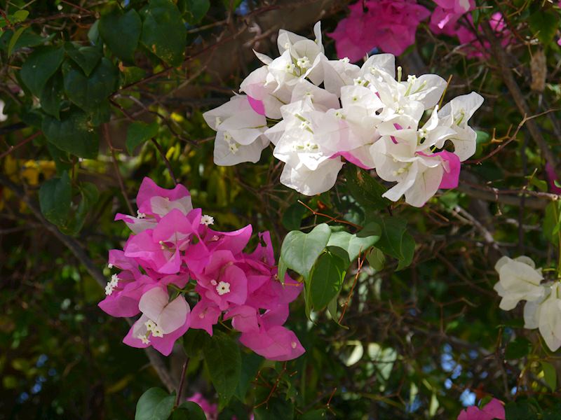 Bourgainvillea
