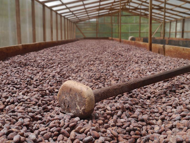 Cocoa beans