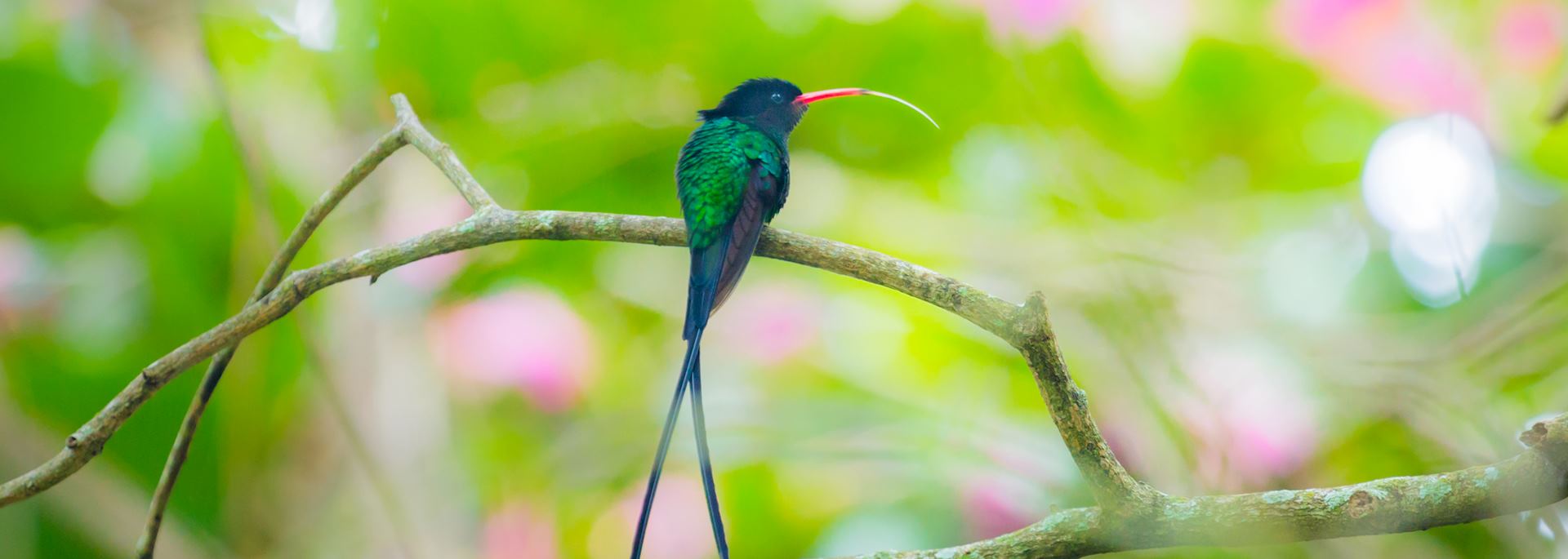 Hummingbird, Jamaica