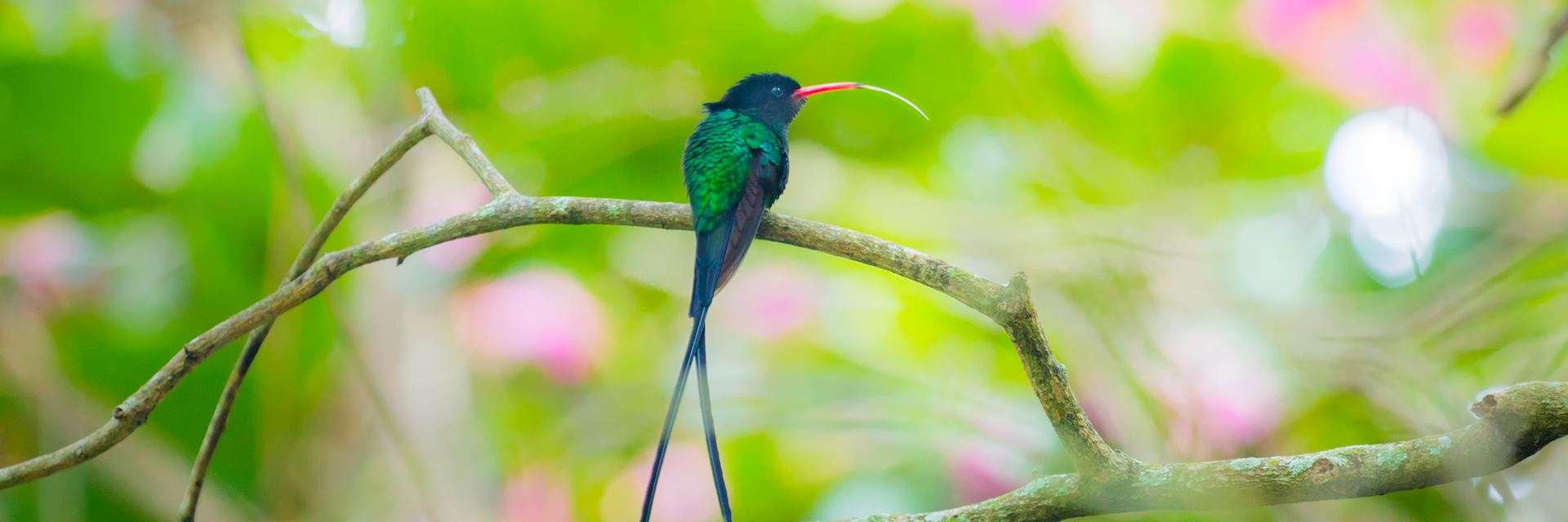 Hummingbird, Jamaica