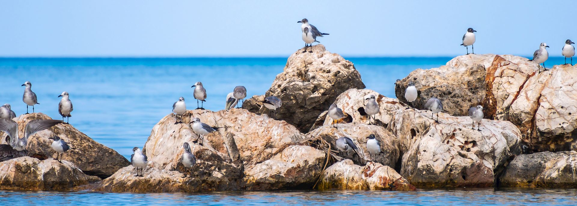Birds on the rocks in Montego Bay, Jamaica