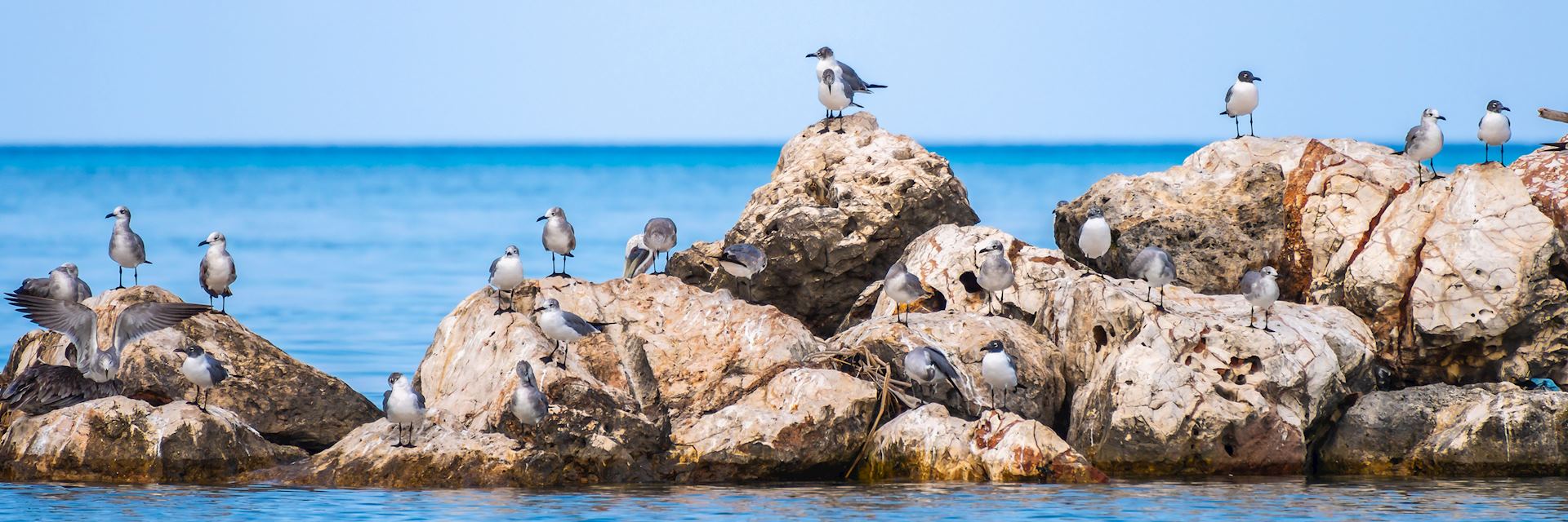 Birds on the rocks in Montego Bay, Jamaica