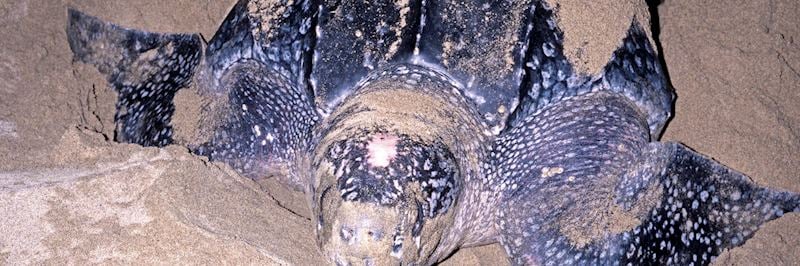 See leatherback turtles arriving to nest