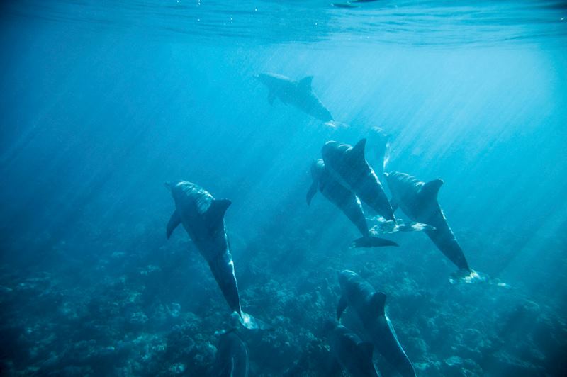 Dolphins