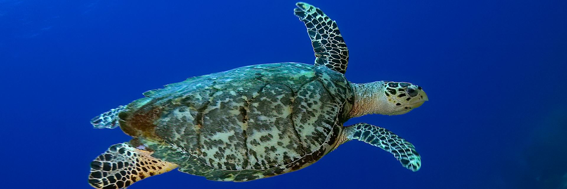 Hawksbill turtle, St. Lucia